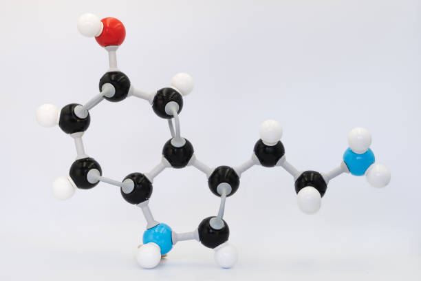 molecola di serotonina (o 5-idrossitriptamina) realizzata da modello molecolare su sfondo bianco. - oxygen amino acid periodic table carbon foto e immagini stock