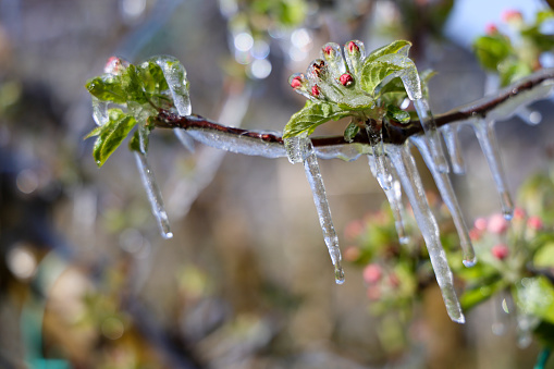 First autumn frost. Morning frost. Green bush leaves covered with white frost in the garden. Winter is coming.