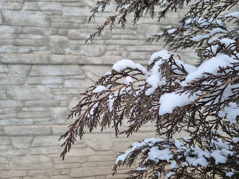 Close-up of a snow-covered coniferous tree branch against the background of a stone fence