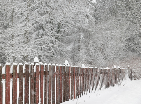 Overnight snow from a winter storm tops a fence line along 159th Street in Surrey, British Columbia. Background shows a forest. Winter morning in Metro Vancouver.