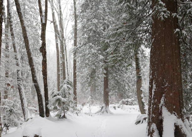 istock Snowing in an Urban Forest in Metro Vancouver, Canada 1955242622