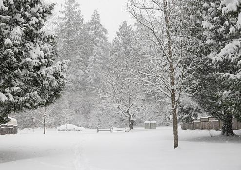 Snowfall continues after an overnight storm in January. Background shows a forest park, a car and two Canada Post community mailboxes on 158th Street.