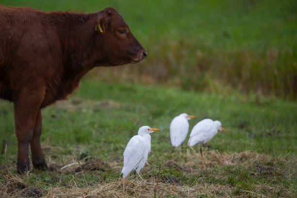 istock Western cattle egret (Bubulcus ibis) in the Netherlands 1955268550