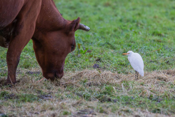 istock Western cattle egret (Bubulcus ibis) in the Netherlands 1955268551