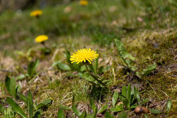 istock Close-up of a bright yellow dandelion 1955272225