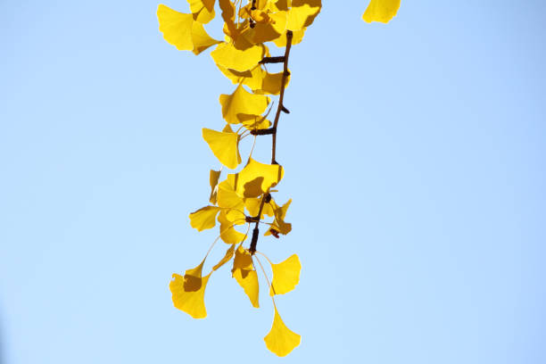 istock Foliage Ginkgo biloba 1955282705