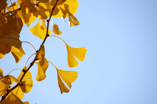 Golden leaves of Ginkgo biloba in autumn