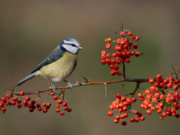 istock Blue tit, Cyanistes caeruleus 1955306261