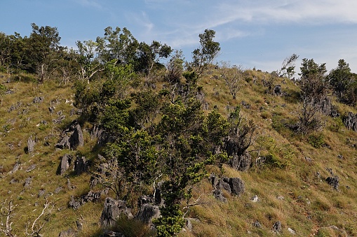High angle view of trees on rocky hills