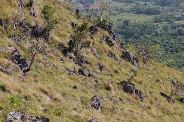 istock High angle view of trees on rocky hills 1955318171