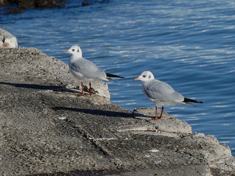 Dois pássaros no rio Tagus em Lisboa, Portugal.
