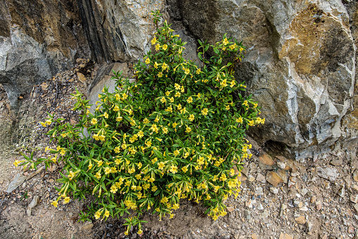 Diplacus aurantiacus, the sticky monkey-flower or orange bush monkey-flower. Sequoia National Park in the Sierra Nevada Mountains of California. Phrymaceae