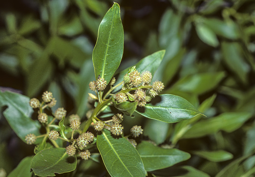 Conocarpus erectus, commonly called buttonwood or button mangrove, is a species of mangrove shrub in the family Combretaceae. It grows on shorelines in tropical and subtropical regions around the world. Button Mangrove flower; Galapagos Islands; James Island; botany;  day; flora; nature; no people; outdoors;  	Combretaceae; photograph; photography; shrub.