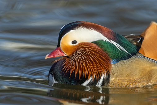 Mandarin duck face on with reflection in water