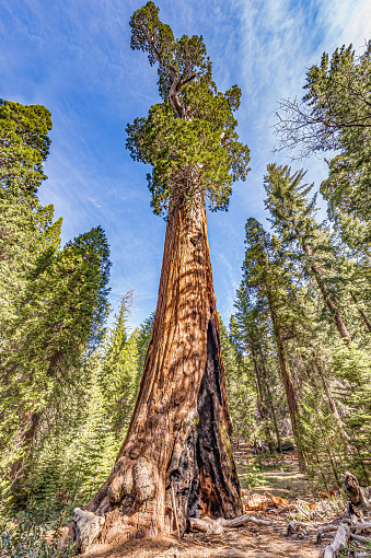 The General Grant Sequoia Tree,  Kings Canyon National Park in the Sierra Nevada Mountains of California. 1700 years old; 268 feet tall; 3rd largest tree in the world by volume; 40 feet in diameter;