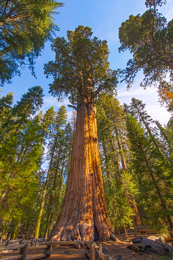 Giant Redwood trees in Sequoia and Kings canyon national park, California.