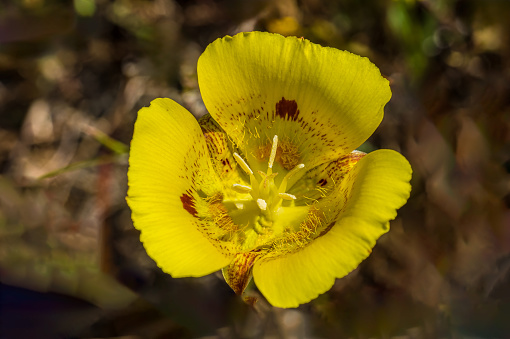 Calochortus luteus, gold nuggets  or yellow mariposa lily, is a mariposa lily endemic to California; Jepson Prairie Reserve, California.