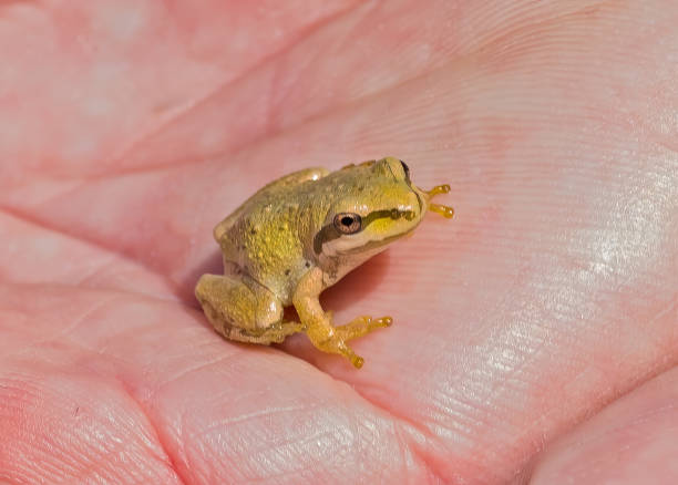 common toad holds thumb of hand and looks very funny. Thumbs up with small hand from common toad. amphibian behind thumb and green blurred background.