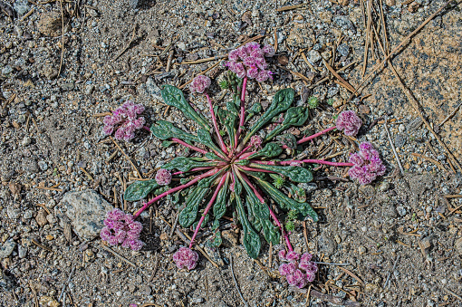 Calyptridium monospermum, synonym Cistanthe monosperma, is a perennial plant in the miner's lettuce family (Montiaceae), known by the common name one-seeded pussypaws. It was formerly classified in the purslane family (Portulacaceae). Sequoia National Park in the Sierra Nevada Mountains of California