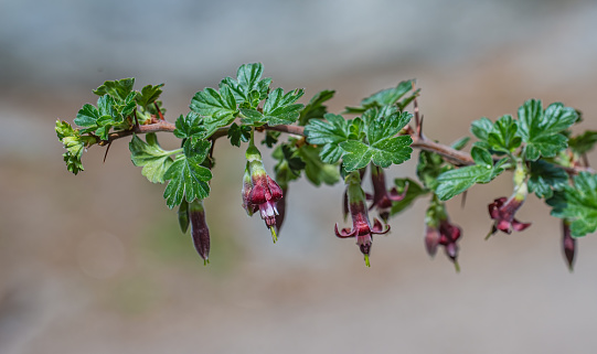 Ribes roezlii is a North American species of gooseberry known by the common name Sierra gooseberry.  Sequoia National Park in the Sierra Nevada Mountains of California