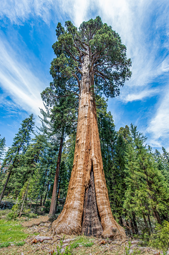 General Sherman Tree - Giant Sequoia in Sequoia National Park in California, USA
