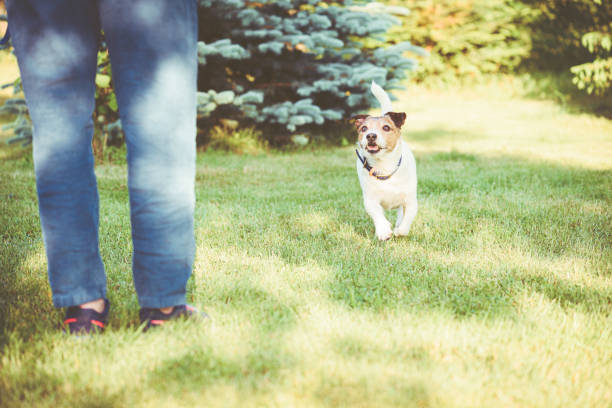 Jack Russell Terrier dog training recall