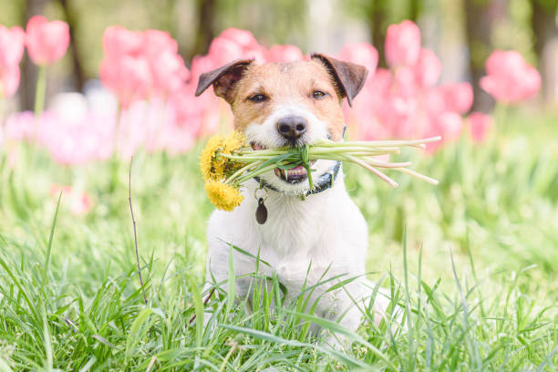 Jack Russell Terrier dog in springtime