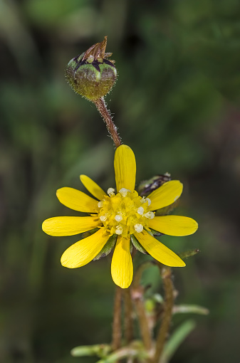 Blennosperma nanum is a California species of plants in the daisy family. Common names include glue-seed, common stickyseed, and yellow carpet. Jepson Prairie Reserve, California.