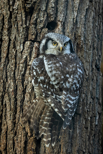 Beautiful northern hawk owl (Surnia ulula) perching on a tree trunk.