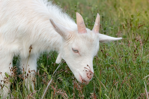 baby goat grazes in the meadow, eats grass and looks down. close up
