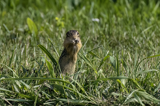Thirteen-Lined Ground Squirrel - 
(Spermophilus tridecemlineatus ) on the Meadow