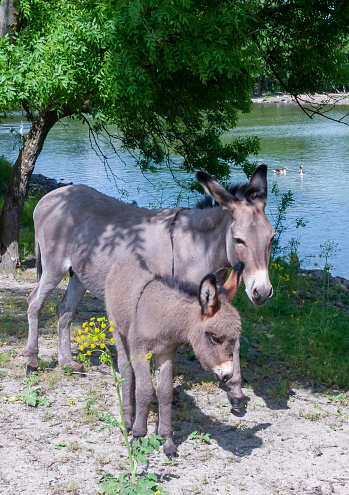 Domestic donkey walks freely in the zoo, Askania-Nova, Ukraine