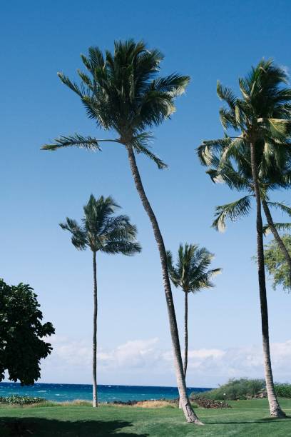istock Palm trees line a coastal lawn, Hawaii 1955363094