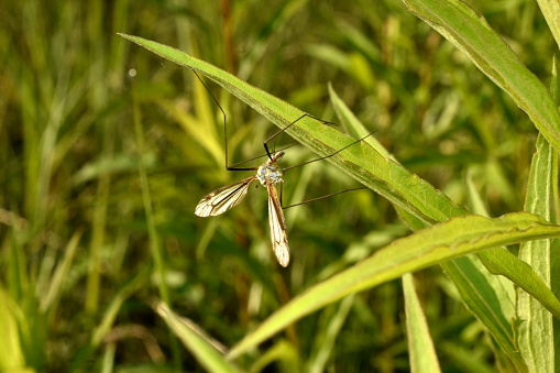 A long-legged mosquito colored gray-brown rests on a leaf of grass.