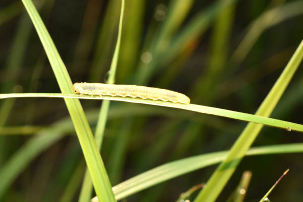 Sawfly insect larva, family of sessile-bellied Hymenoptera from the group of sawflies