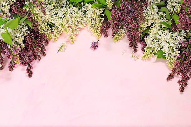 istock Abstract floral composition, beautiful spring lilac branches on a pink background, banner, still life with space for text, floral holiday card 1955363657