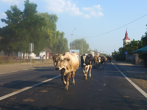 A herd of cows walks along an asphalt road in the perspective of the city