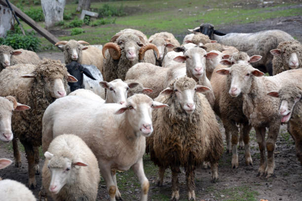 istock Several sheep are grazing on the grass in a pen 1955371212