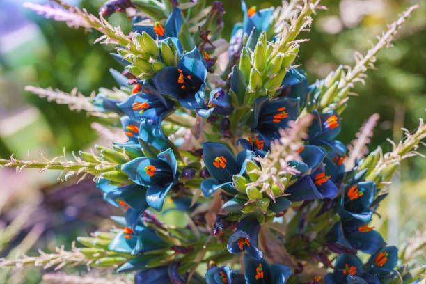 istock Puya alpestris, Sapphire Tower, giant bromeliad in bloom. Pyramidal flower spikes over 3 ft. long of funnel shaped metallic blue flowers and orange anthers 1955396594