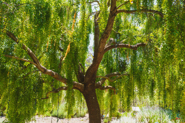 Weeping willow tree branches and leaves with sunlight, selective focus
