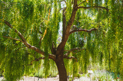Close up of Willow tree branches  hanging down over water creating a nice jungly background