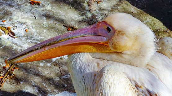 The great white pelican (Pelecanus onocrotalus), bird head close-up, Ukraine