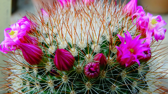 Close-up, flowering cactus plant from the genus Mamillaria