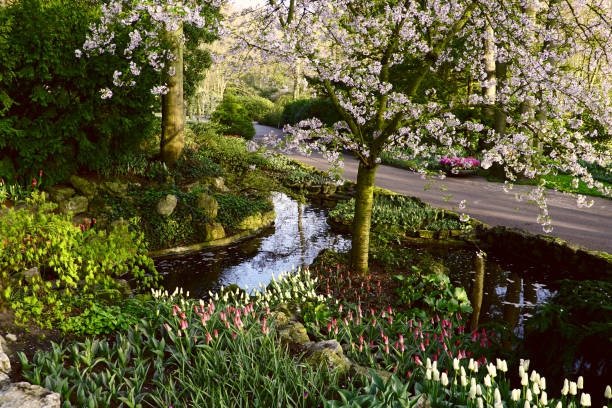An idyllic garden that is part of the Keukenhof in the Netherlands. A small cherry tree, a pond and tulips.