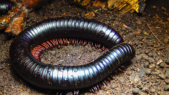 Flies, probably tachinid flies, laying eggs on North American millipede, 