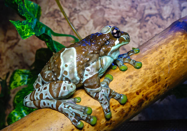 The Mission golden-eyed tree frog (Trachycephalus resinifictrix) - close-up of a frog in the aquarium collection