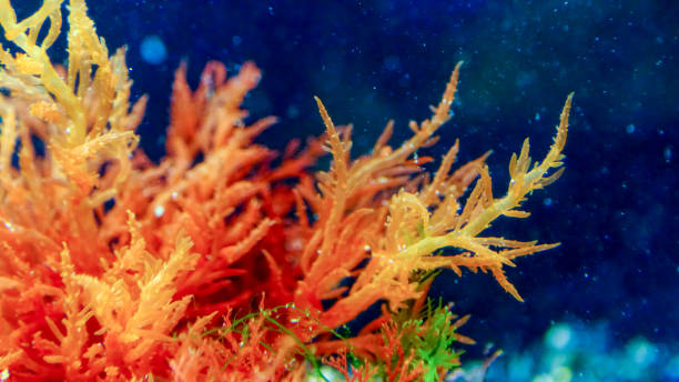 istock Black Sea algae. Red algae on rocks in the Black Sea 1955403327