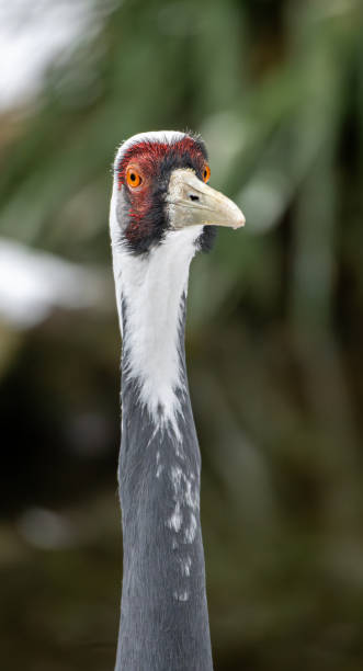 istock The head of a White-naped crane 1955413279