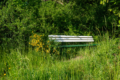 Old bench overgrown with plants and yellow Flowers  in green nature