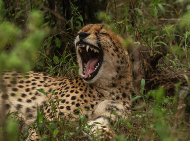 istock Cheetah laying down with its mouth open. 1955435454